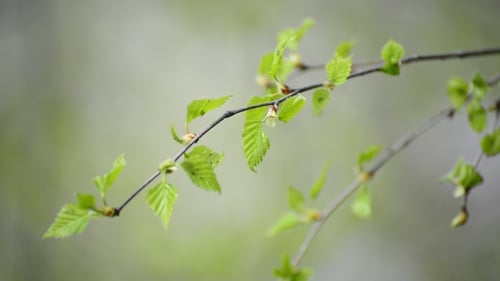 Young Spring Leaves on Birch Tree in the Wind