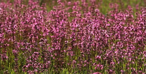 Fleurs sauvages violettes dans la prairie