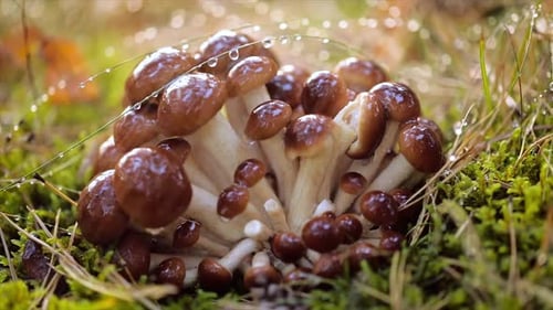 Armillaria Mushrooms of Honey Agaric In a Sunny Forest in the Rain