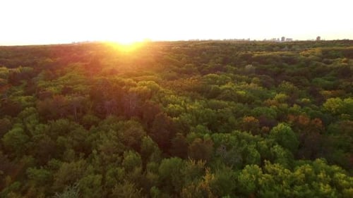 Forest Sunset