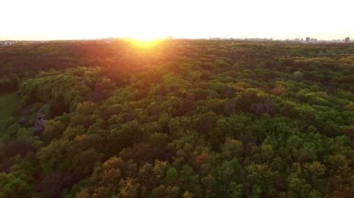 Forêt estivale au coucher du soleil