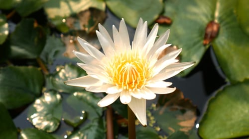White Lotus Flower