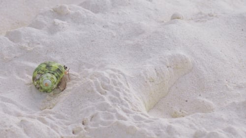 Hermit Crab Crawling On The Sand