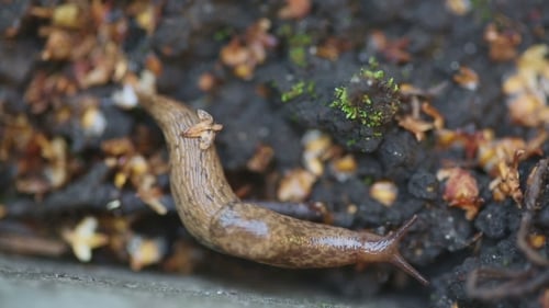 Braune Schnecke krabbeln