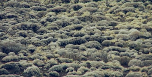 Sheep Grazing on a Hill with Sparse Bushes in Patagonia, Argentina