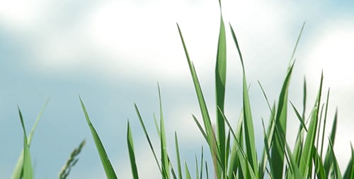 Grass and Sky 01