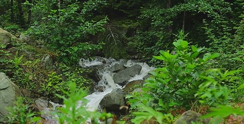 Forest River