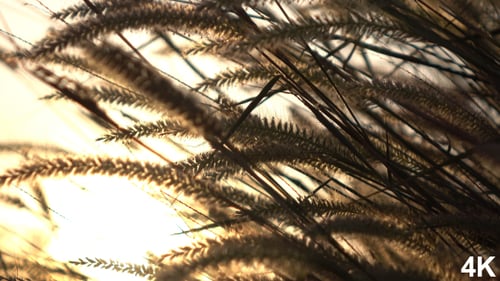 Tall Grass Waving in Golden Sunlight Breeze