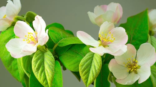 White Apple Tree Flowers.