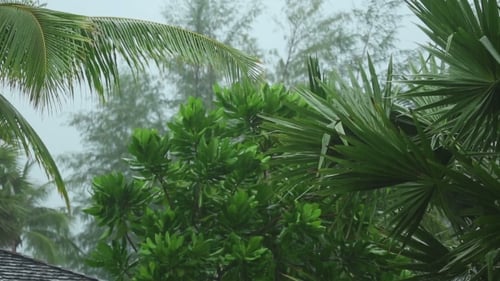 Tropical Downpour