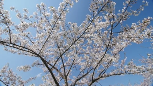 Branch Of a Blossoming Sakura Tree.