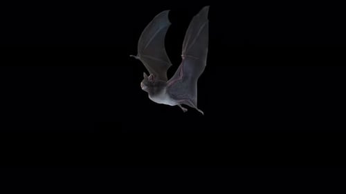 Bat Flying Loop 4K