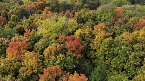 Aerial View of Autumn Forest. Yellow, Green and Red Trees