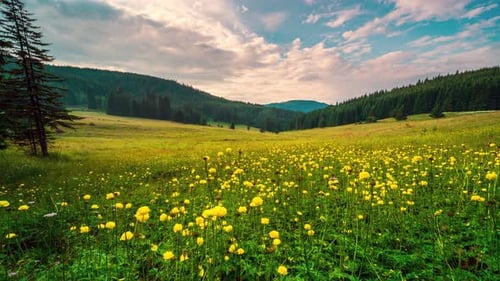 Summer meadow overgrown with yellow wild peonies