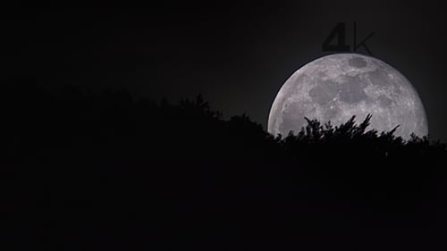 Moon over the Forest