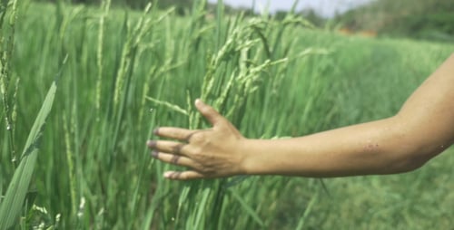 Hand Kid Touch In Wheat Field