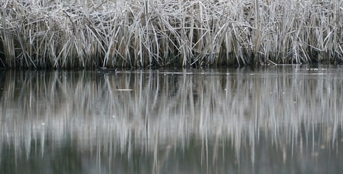 Grey Lake 7