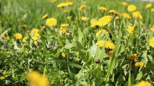 Champ de printemps avec des fleurs de pissenlit jaunes
