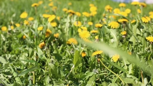 Spring Field With Yellow Dandelion Flowers