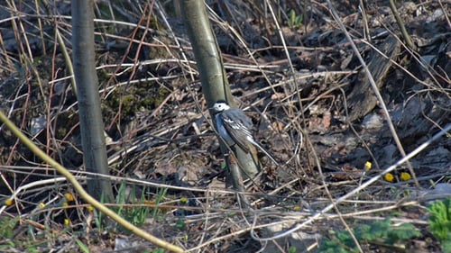 Small Black and White Bird Perched on Branch