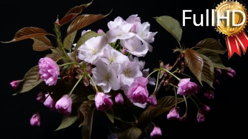 Blooming Pink Sakura Branch Isolated on Black