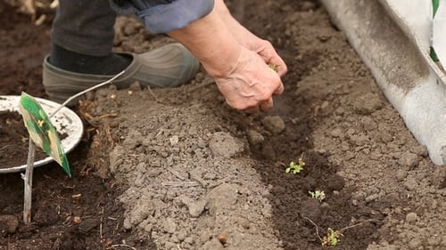 Adult Planting Seedlings in Dirt in Rural Garden