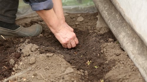 Woman Planting Seedlings in a Greenhouse
