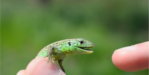 Vibrant Green Lizard Perched on Human Finger
