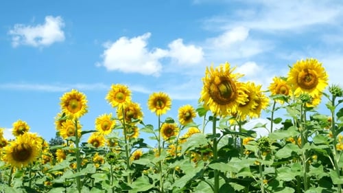 Field Of Sunflowers