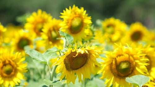 Field Of Sunflowers