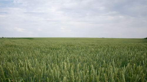 Green Wheat Field