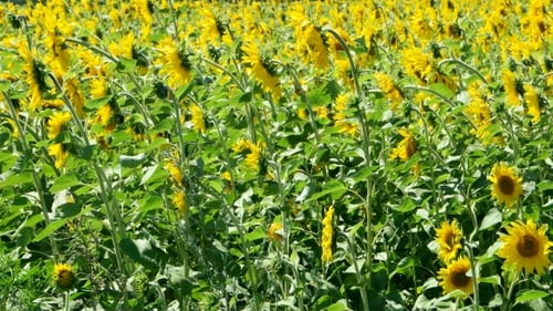 Field Of Sunflowers