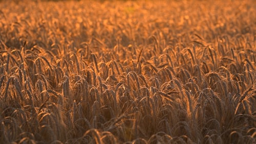 Golden Wheat Field Swaying in Gentle Breeze