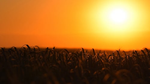 Golden Wheat Field at Scenic Sunset