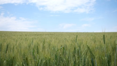 Green Wheat Field