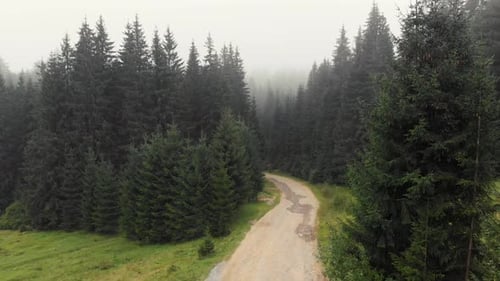 Road Through Forest in Foggy Morning