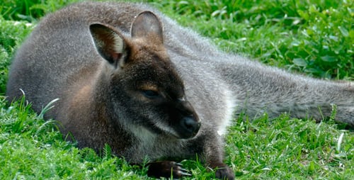 Känguru