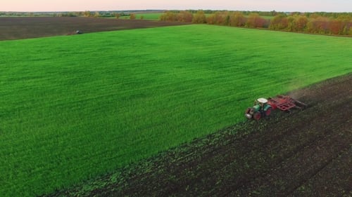 Tractor Plowing The Field, The Young Wheat Is Processed At The Fertilizer