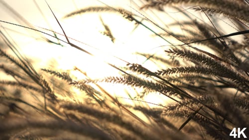 Decorative Grass Blowing in the Wind at Sunset