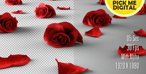 Fallende Rosen Version 02