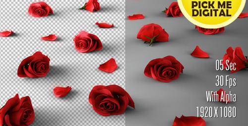 Fallende Rosen Version 03