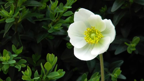 Weiße Blume mit deutlich sichtbaren Staubblättern