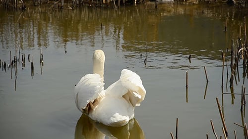 Weißer Schwan mit erhobenen Flügeln in einem Teich