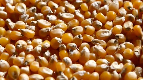 Maize, or Corn, Grains Turning. Rotating