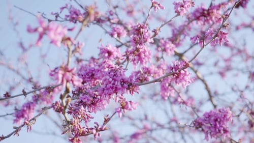 Jolie fleur de cerisier rose fraîche sur les branches des arbres