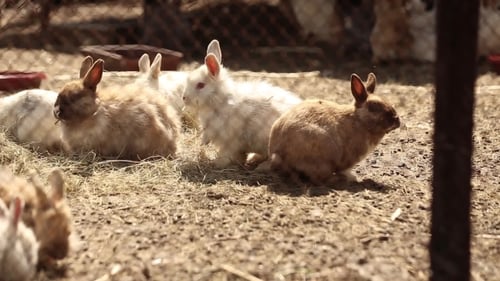 Rabbits Relaxing Outdoors in a Rural Farm Pen