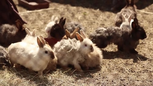 Rabbits Eating Together in Rural Setting