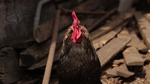 Rooster And Hen Couple Sitting Close Together