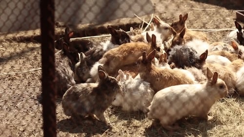 Gathering of Rabbits on Farm