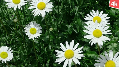 Flower In Nature 553